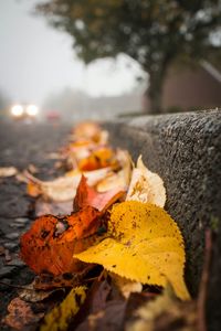 Close-up of autumnal leaves