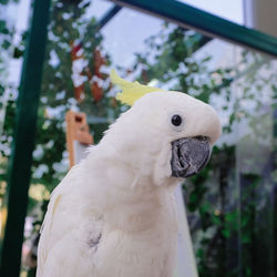 Close-up of a bird looking away