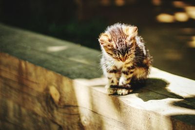 Close-up of kitten sitting on wood