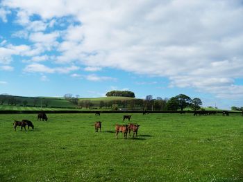 Horses grazing on grassy field against cloudy sky