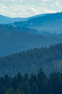 Scenic view of forest against sky