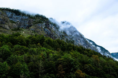 Trees on mountain range against sky