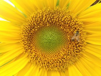 Close-up of sunflower