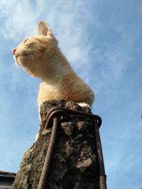 Low angle view of cat looking away against sky