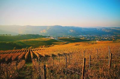 Scenic view of rural landscape