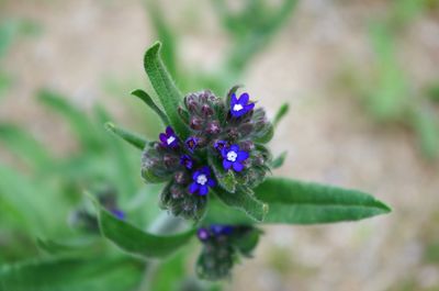 Close-up of purple flower blooming outdoors