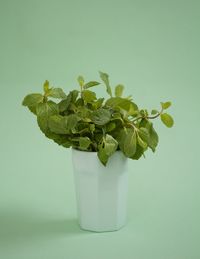 Close-up of plant against white background