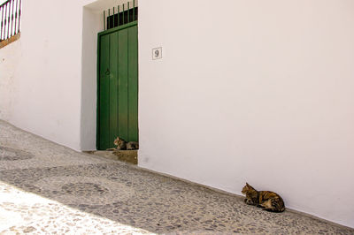 Cats relaxing outside house