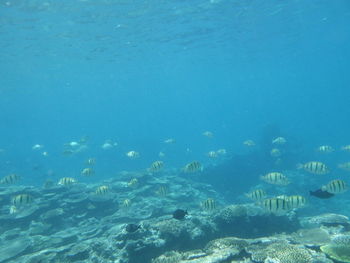 Flock of birds swimming in sea