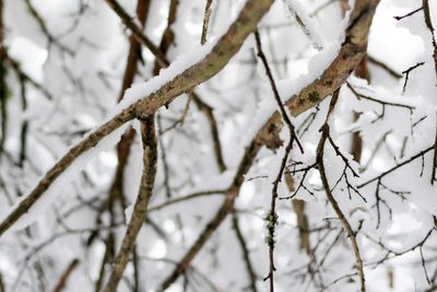 Close-up of frozen tree branch during winter