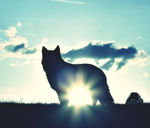 Silhouette dog on field against sky