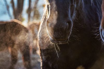 Close-up of horse