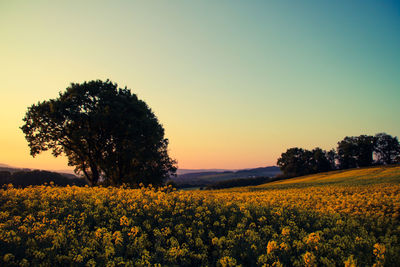 Full frame shot of yellow flowers in field