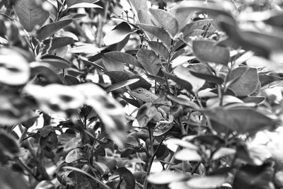 Full frame shot of leaves
