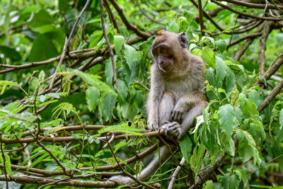 Monkey sitting on tree in forest