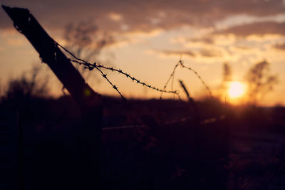 Close-up of wheat growing on field against sky during sunset