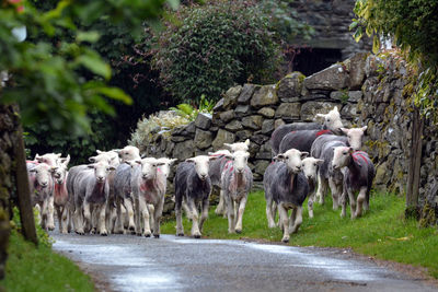 Flock of sheep on road against trees