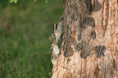Close-up of squirrel on tree trunk