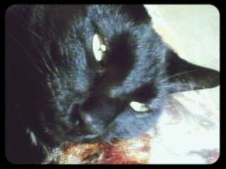 Close-up of cat