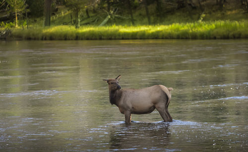 Horse in a lake