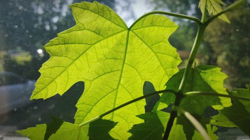 Close-up of green leaves on plant