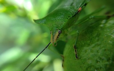 Close-up of damselfly on leaf