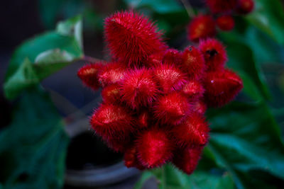 Close-up of red flowers blooming outdoors