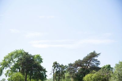 Low angle view of trees against sky