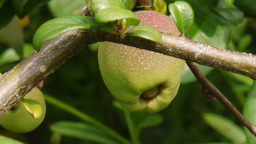 Close-up of green leaves