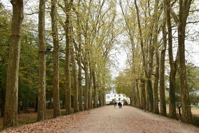 Tree full length men walking sky treelined tree canopy empty road vanishing point
