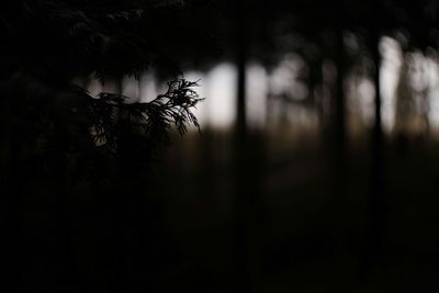 View of trees in the dark