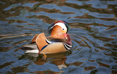 Duck swimming in lake