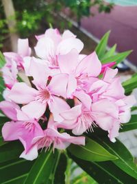 Close-up of pink flowering plant