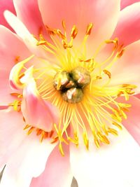 Close-up of honey bee on pink flower