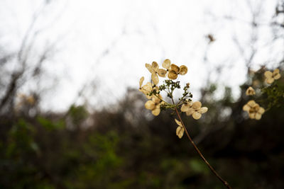 Close-up of white flowering plant