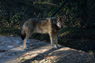 Portrait of wolf standing in forest