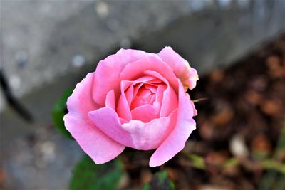 Close-up of pink rose