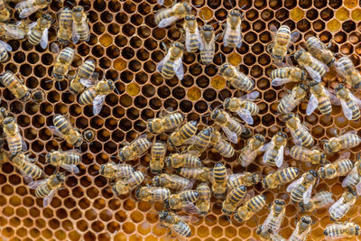 Full frame shot of bees