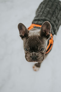 Portrait of a dog