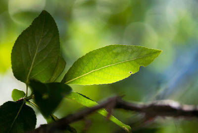 Close-up of green leaves