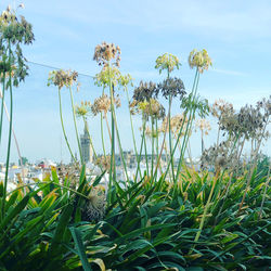 Close-up of flowering plants on land against sky