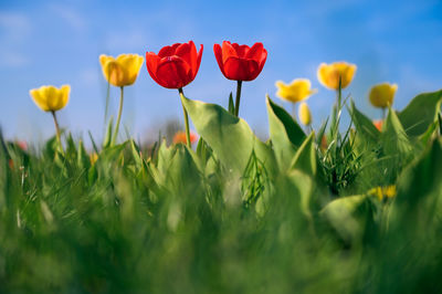 Close-up of red flowering plants on field