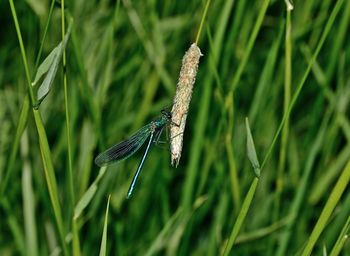 Close-up of insect on grass