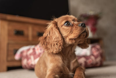 A closeup profile shot of a single isolated ruby cavalier king charles spaniel puppy.