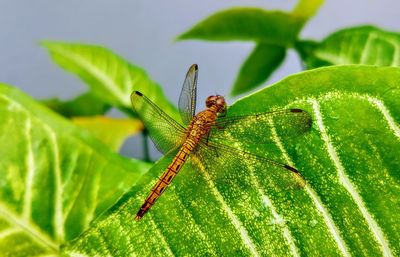 Close-up of insect on leaf