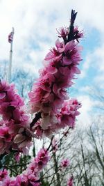 Low angle view of pink flowers against sky