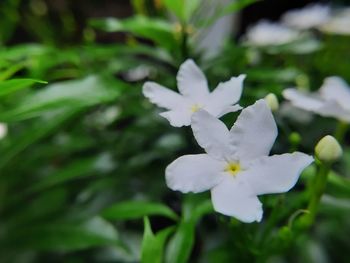 Close-up of white flowering plant