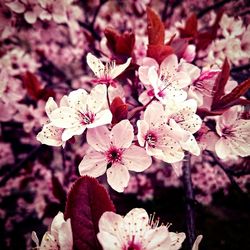 Close-up of pink flowers