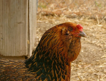 Close-up of a chicken looking away