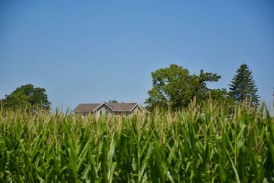 Plants and trees on field against clear blue sky